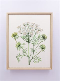 Wood Framed Print 50cm - Cow Parsley